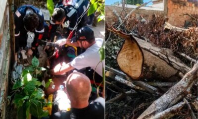 Idoso morre esmagado por tronco de árvore no Grande Vitória