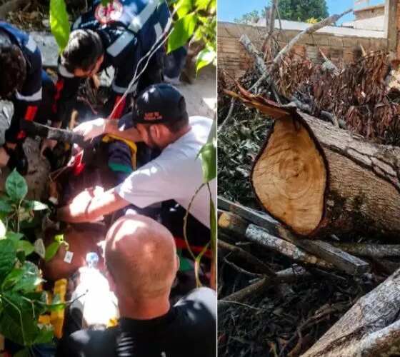 Idoso morre esmagado por tronco de árvore no Grande Vitória