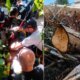Idoso morre esmagado por tronco de árvore no Grande Vitória
