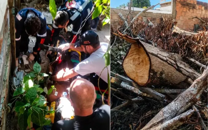 Idoso morre esmagado por tronco de árvore no Grande Vitória