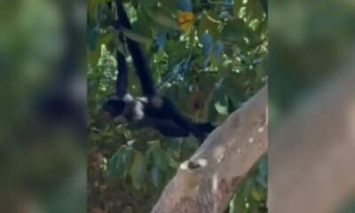 Macaco-aranha aparece em casas e preocupa moradores na Cachoeirinha