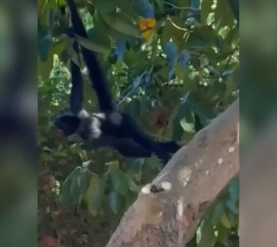 Macaco-aranha aparece em casas e preocupa moradores na Cachoeirinha
