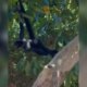 Macaco-aranha aparece em casas e preocupa moradores na Cachoeirinha