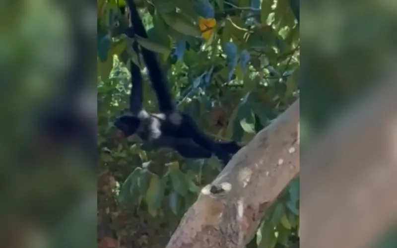 Macaco-aranha aparece em casas e preocupa moradores na Cachoeirinha