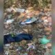 Material com aparência de feto é encontrado no bairro Aleixo