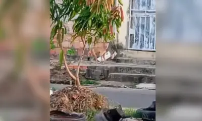 Vídeo denuncia cachorro amarrado e exposto ao sol em Manaus