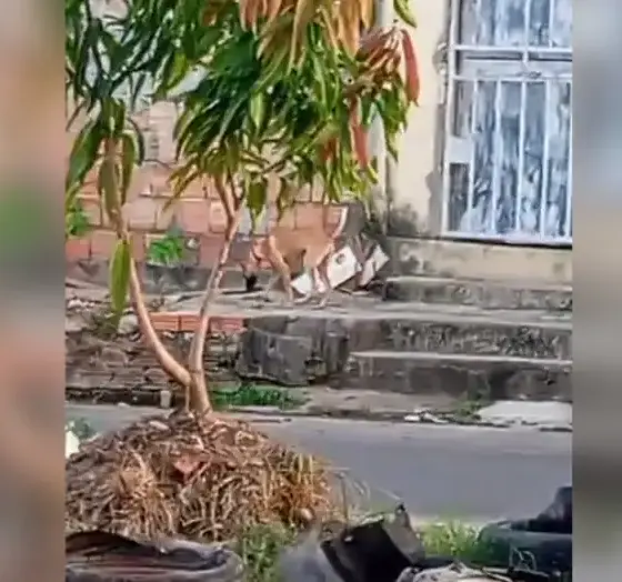 Vídeo denuncia cachorro amarrado e exposto ao sol em Manaus