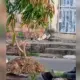 Vídeo denuncia cachorro amarrado e exposto ao sol em Manaus