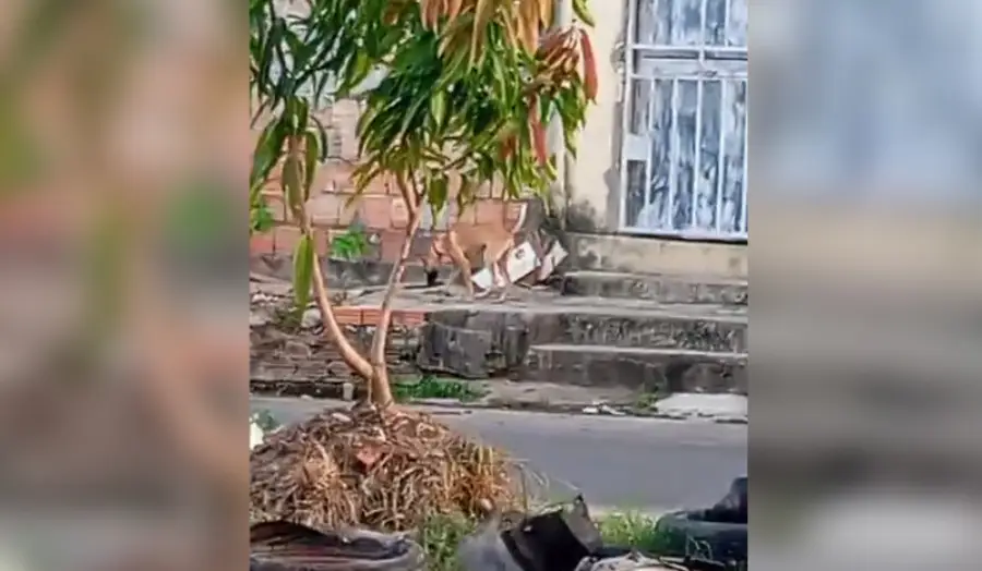 Vídeo denuncia cachorro amarrado e exposto ao sol em Manaus