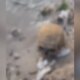 Crânio é encontrado por garis às margens do Rio Negro