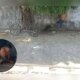Homem é preso após espancar cachorro em Itacoatiara