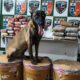 Polícia apreende mais de 72 kg de drogas escondidas em balsa em Parintins e causa prejuízo milionário ao tráfico; veja vídeo