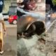 Motorista tenta fugir após atropelar e deixar fisioterapeuta agonizando; veja vídeo