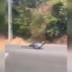 Homem desce deitado em skate no meio do trânsito em Manaus