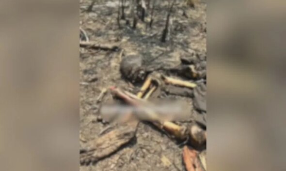 Ossada humana é encontrada em área de mata no Cacau Pirêra