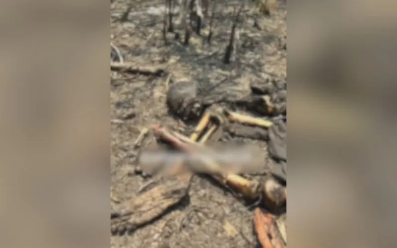 Ossada humana é encontrada em área de mata no Cacau Pirêra